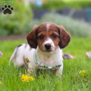 Benji, Dachshund Puppy